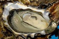 French oyster