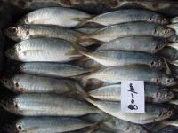 High Quality Frozen Horse Mackerel Fish