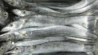 Frozen Ribbon Fish | Mackerel Fish | Salmon Fish |