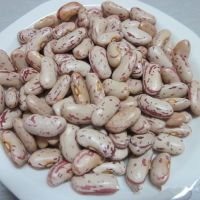 100% High Quality Light Speckled Kidney Beans