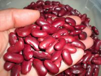 good price dark red kidney beans for sale with cheap price