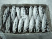 FROZEN HORSE MACKEREL WHOLE ROUND