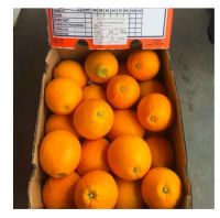 Sweet Fresh Navel Orange