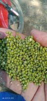 Top sponsor listing Agricultural crop green mung bean buyers with lower price