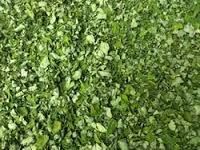 Moringa leaves powder