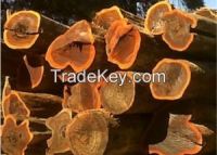 Guayacn Timber