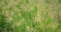      Rhodes Grass