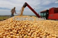 Soybean