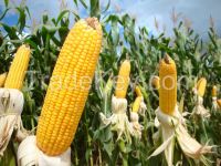 Yellow Corn