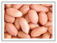 PEANUT KERNELS