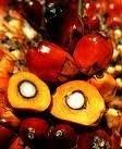 Best Sale Ediable Palm Oil From Malaysia