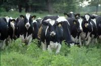 Heifers - Livestock - Holstein- Cattle