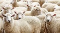 Export Live Sheep and Cattle