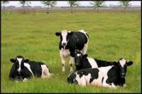 Dairy cattle and Holstein heifers