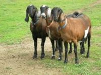Pure Breed Live Boer Goats for sale