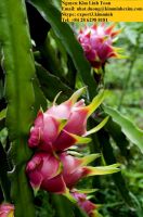 Fresh Dragon Fruit/Pitaya (White/Red Flesh)