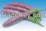 https://www.tradekey.com/product_view/Raveena-Eggplant-7702323.html