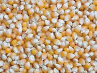 Yellow & White dried Corn