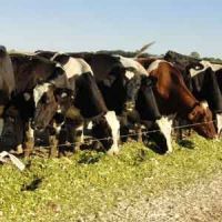 Corn Silage for Cattle