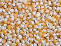 Yellow Corn (Non GMO)