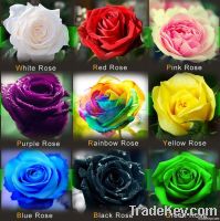 (THIS ORDER INCLUDE 9 PACKS EACH COLOR 50 SEEDS)CHINESE ROSE SEEDS - R