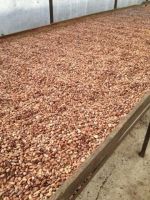 cacao beans well fermented and dried