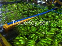 Fresh green Cavendish Banana, Unripe Banana for sale 2016!!