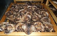 Frozen spanish mackerel stockEd