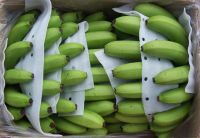 100% Brazil Origin Fresh Green Cavendish Banana (GMO)