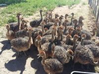 Health checked Ostrich chicks Available for good price