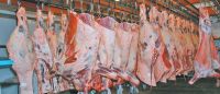 Frozen cow meat carcass