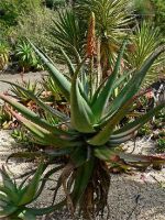 Aloe Plant Extract 