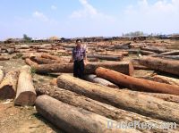 Pterocarpus macrocarpus Kurz (Burma padauk) wood