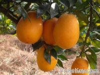 Chinese Hot Selll Navel Oranges