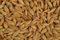 Barley from Kazahstan  Great quality !!!
