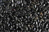 Calibrated sunflower seeds