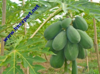 Green Papaya