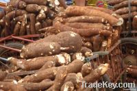 Cassava (Dried and fresh, Starch, Tapioca starch)