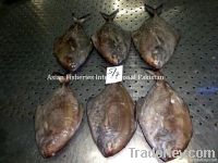 Frozen Black Pomfret