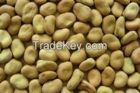 kidney beans