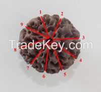 Big Loose Beads Rudraksha 6 to 9 mukhis, 20 to 24 mm