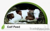 Calf Feed