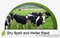 Dry Spell And Heifer Feed