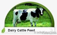 Dairy Cattle Feed