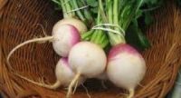 TURNIP