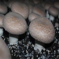 portabella mushroom