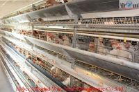 cheap layer cage for poultry chicken for pullet
