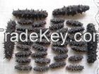 Best Dried Prickly Sea Cucumber Price, complete dehydration