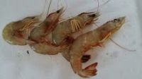 PRAWN