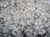 raw cotton,cotton waste,cotton seed,linter